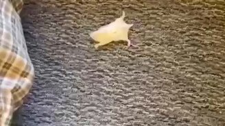 Оскар этому грызуну! - смотреть видео (0:09)