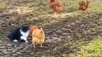 Ты чего на нас нападаешь? - смотреть видео (0:36)