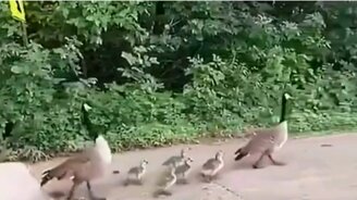 Слишком важный папаня - смотреть видео (0:08)