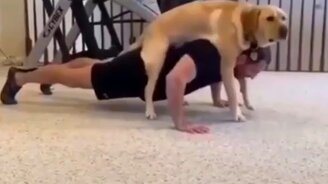 Домашний фитнес с псом - смотреть видео (0:42)