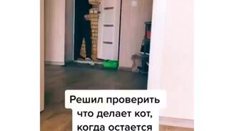 Кот-конспиратор - смотреть видео (0:45)