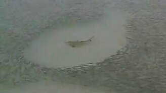 Охота акул - смотреть видео (1:09)