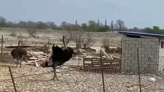 Вот это джигит! - смотреть видео (0:45)