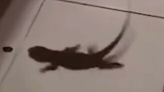 На летней резине по кафелю - смотреть видео (0:11)