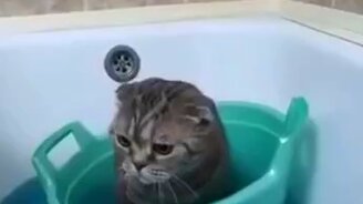 Кота штормит - смотреть видео (0:09)