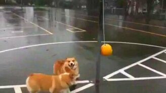 Коротышки с мячом - смотреть видео (0:53)