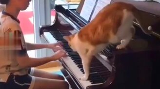 Дай-ка я сыграю на пианино - смотреть видео (0:12)