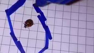 Прочь все преграды! - смотреть видео (0:15)