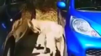 Упрямство и глупость против своего отражения - смотреть видео (0:31)