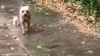 Пёсик приютил котёнка - смотреть видео (0:46)