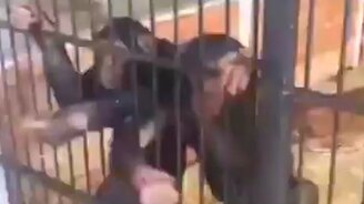 Шимпанзе-разбойники - смотреть видео (0:15)