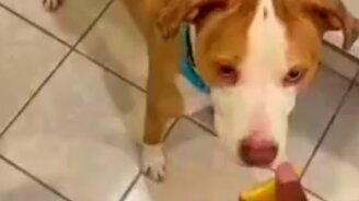 Кислятина-то какая! - смотреть видео (0:24)