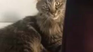 Покусал монитор - смотреть видео (0:14)