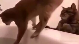 Кошачья подстава - смотреть видео (0:13)