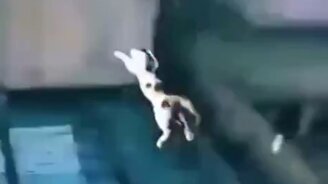 Котик-летяга - смотреть видео (0:06)