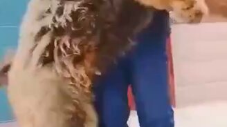 Собака как медведь - смотреть видео (0:15)