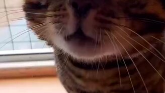 Котяра-болтун - смотреть видео (0:36)