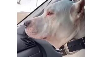 Я тоже хочу водить! - смотреть видео (0:15)