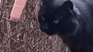 Кошка и сосиска - смотреть видео (2:28)