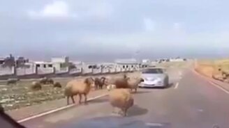 Бараны - такие бараны - смотреть видео (0:21)