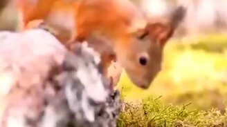 "Ледниковый период" в реальной жизни - смотреть видео (0:41)