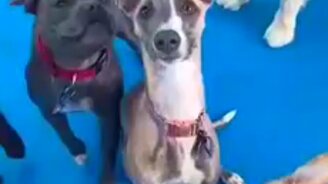 Поймает - не поймает? - смотреть видео (0:59)