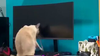 Шерстяной демон - смотреть видео (0:58)