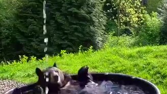 Как расслабиться в жаркий день - смотреть видео (0:30)