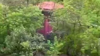 Безопасно угостила тигра - смотреть видео (0:18)