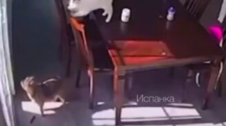 Кот накрыл собачку - смотреть видео (0:06)