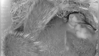 Как спят белки - смотреть видео (0:18)