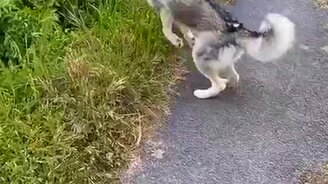 Лайка попалась - смотреть видео (0:08)