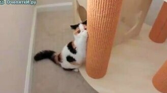 Лазает по столбику - смотреть видео (0:52)