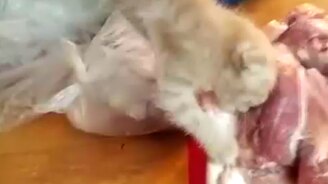 Мясо и котёнок - смотреть видео (0:28)