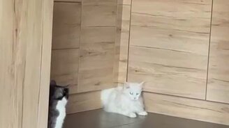 Сверхтекучий котяра - смотреть видео (0:20)