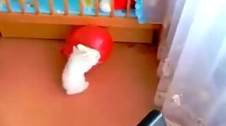 Кролик испугался шарика - смотреть видео (0:11)