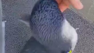 Панически потребовал ласки - смотреть видео (0:19)