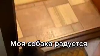 Как хозяина встречают собака и кот - смотреть видео (0:08)