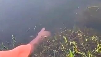 Голой рукой приманил и поймал рыбу - смотреть видео (0:14)