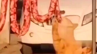 Рыженький хищник - смотреть видео (0:10)