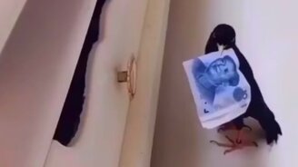 Птица счастья - смотреть видео (0:09)