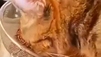 Любительница гречки - смотреть видео (0:22)