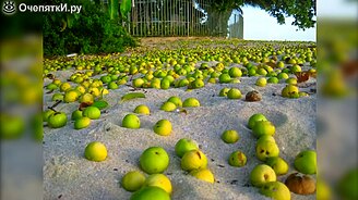 Самые опасные растения в мире: лучше держись от них подальше - смотреть видео (8:28)