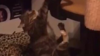 Мне нужно на кресло - смотреть видео (0:24)