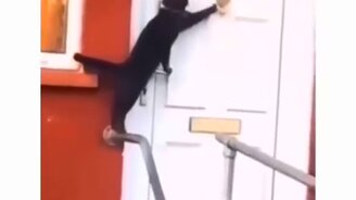 Кот пришел в гости - смотреть видео (0:06)