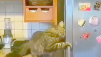 Кошка и холодильник - смотреть видео (0:35)