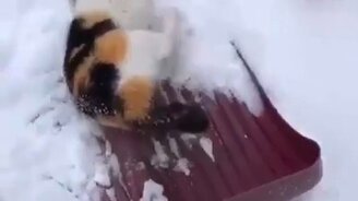 Кошка на лопате - смотреть видео (0:27)