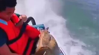 Хитренькая птица - смотреть видео (0:15)