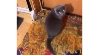 Женихи пожаловали - смотреть видео (0:16)