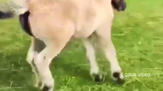 Почеши ещё разок - смотреть видео (0:25)